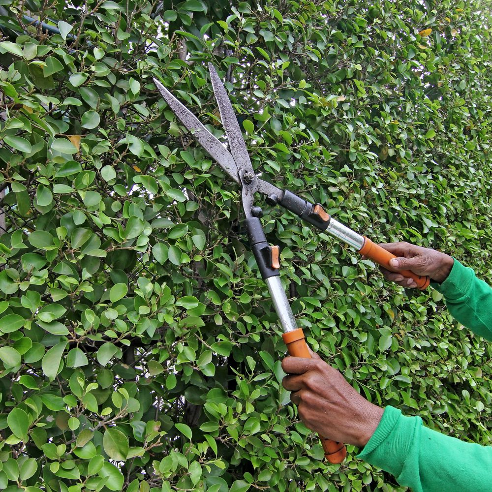 gardener trimming the trees in the garden